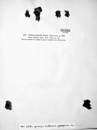 Scytinium plicatile image